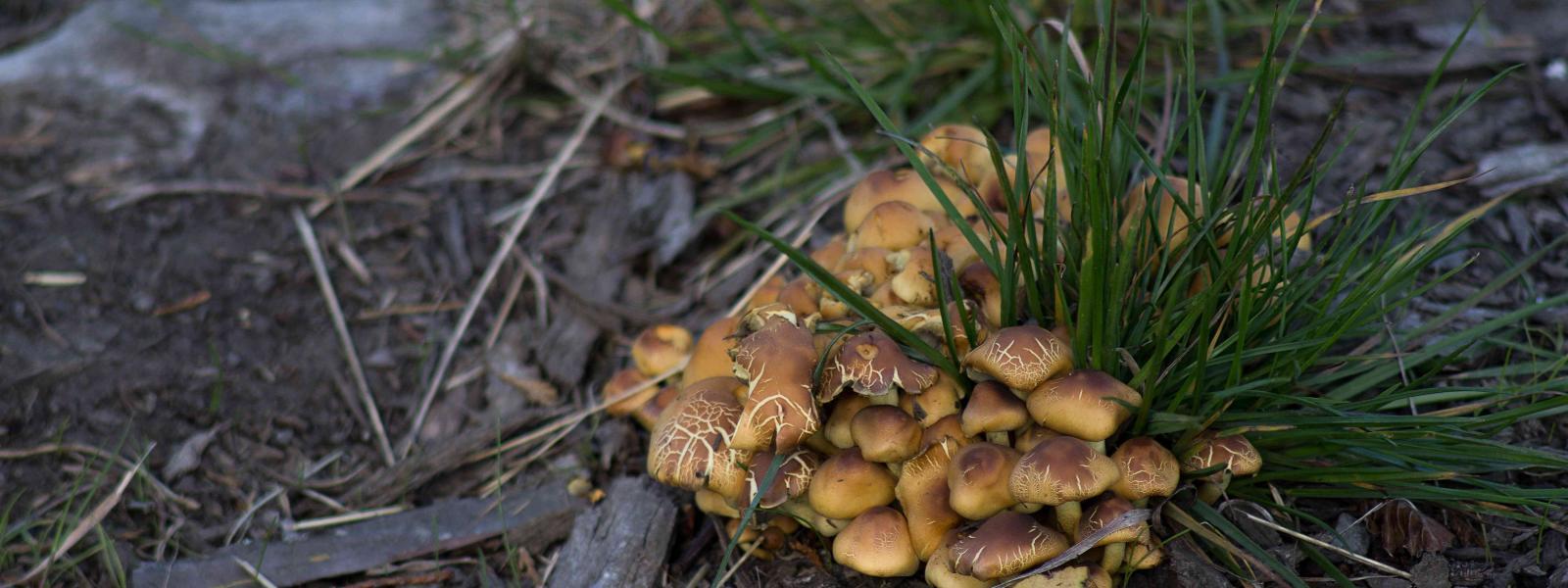 A small patch of pale brown fungi growing through grass.