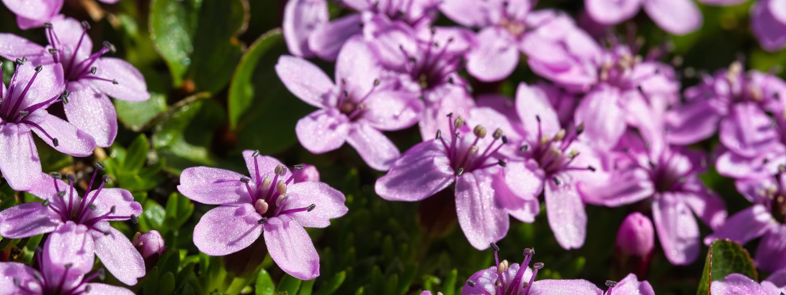 Bright pink moss campion flowers.