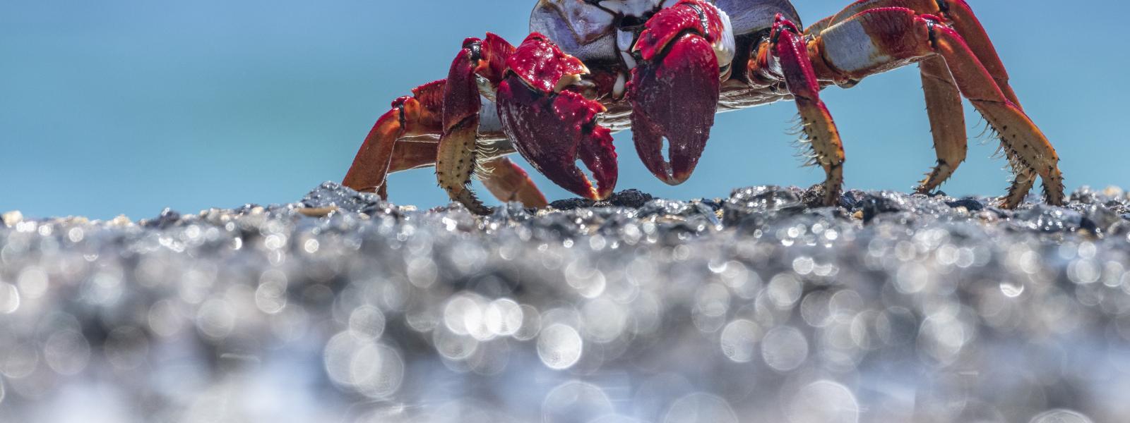 A european red legged crab on a shoreline.