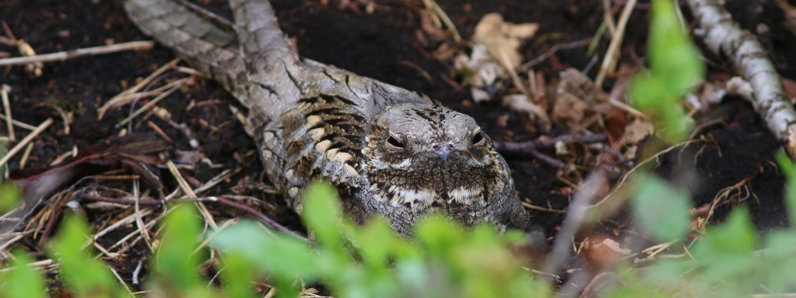 A nightjar bird on the ground in woodland.