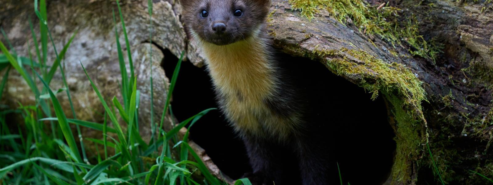 A pine marten looking out from a hole in a fallen tree trunk.