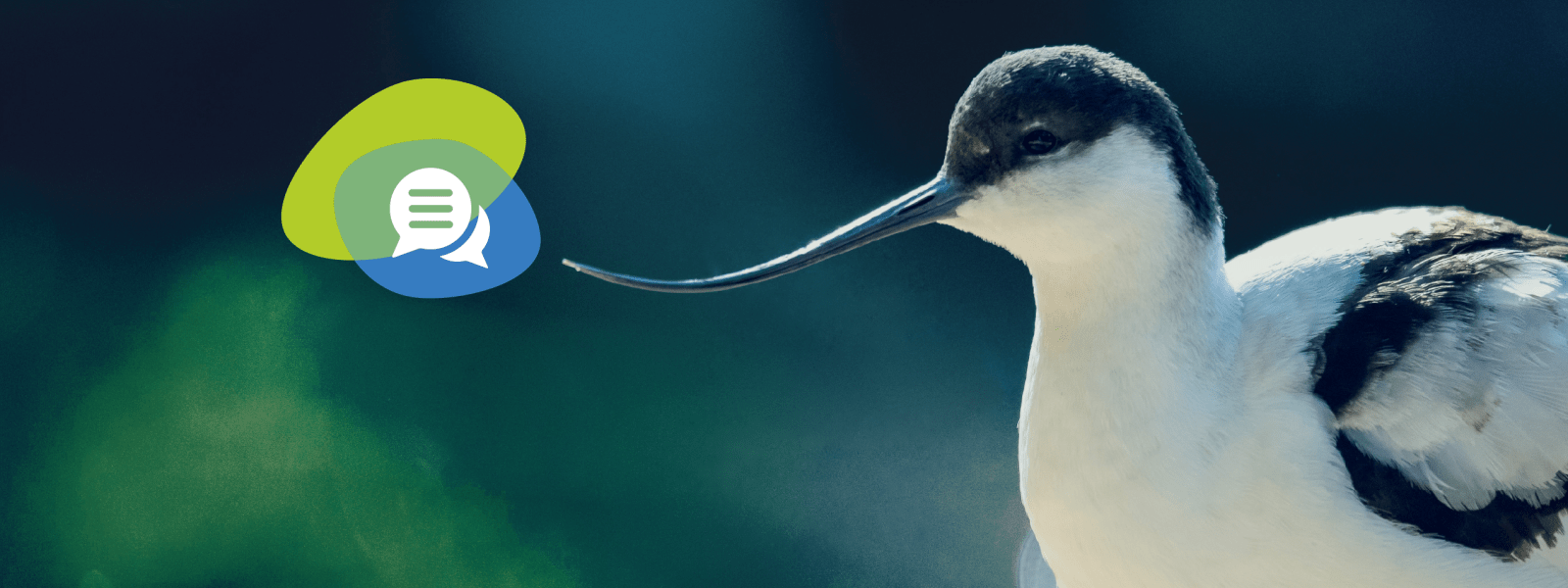 Image of Pied avocet bird