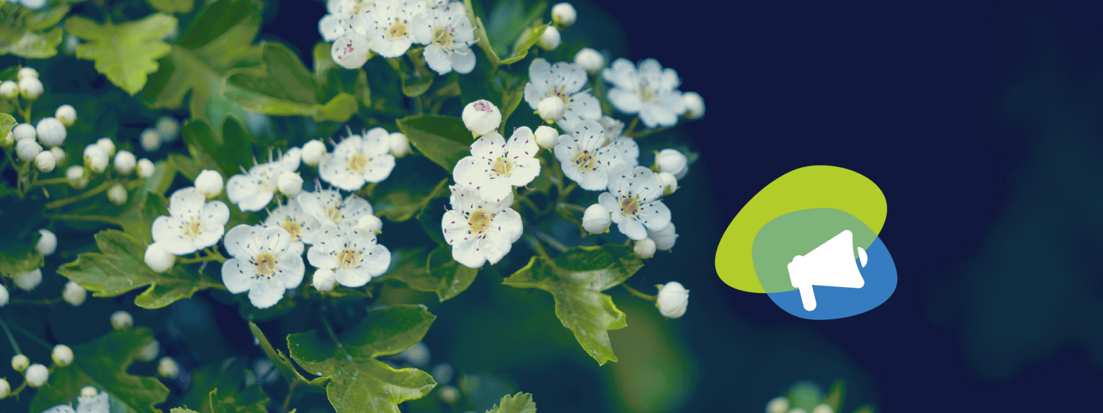Image of Hawthorne flowers