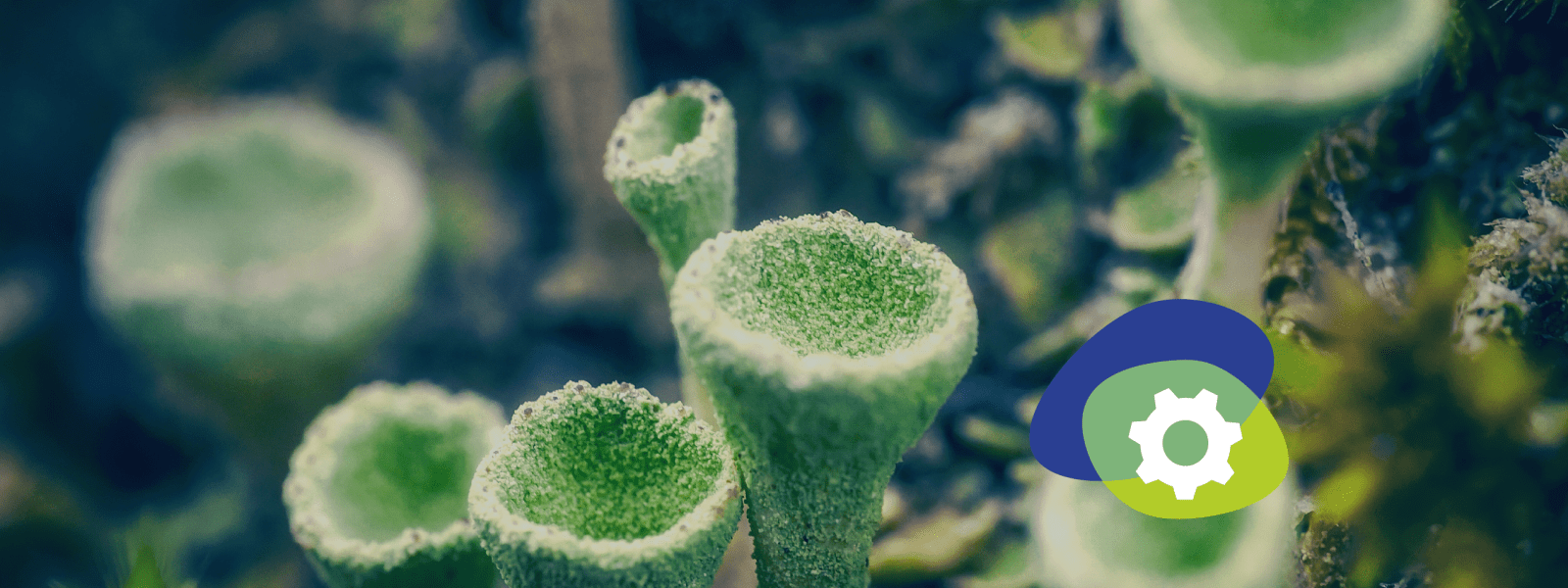 Image of pixie cup lichen