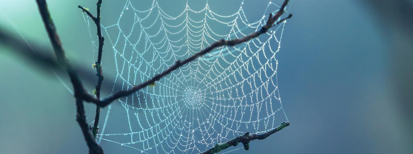 A spider web held between three branches and covered in dew. 