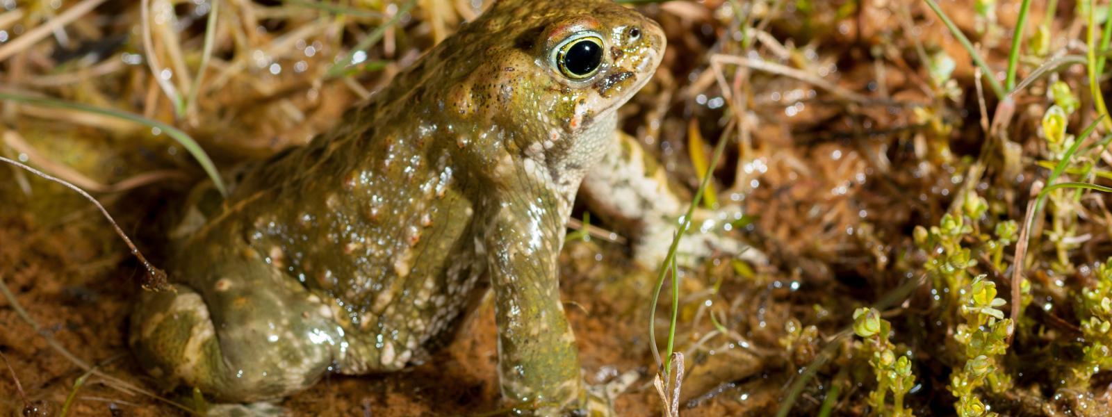A natterjack toad sitting on mud next to moss.