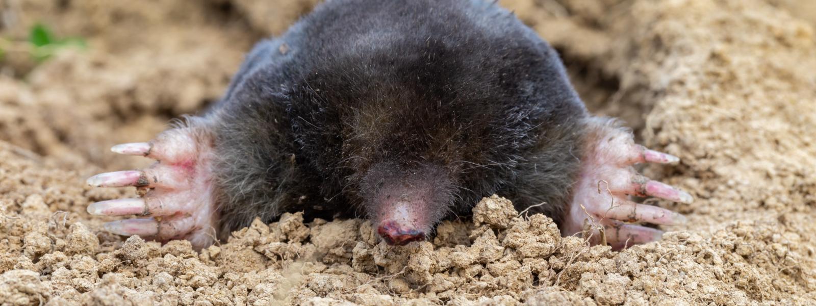 A European mole digging in soil.