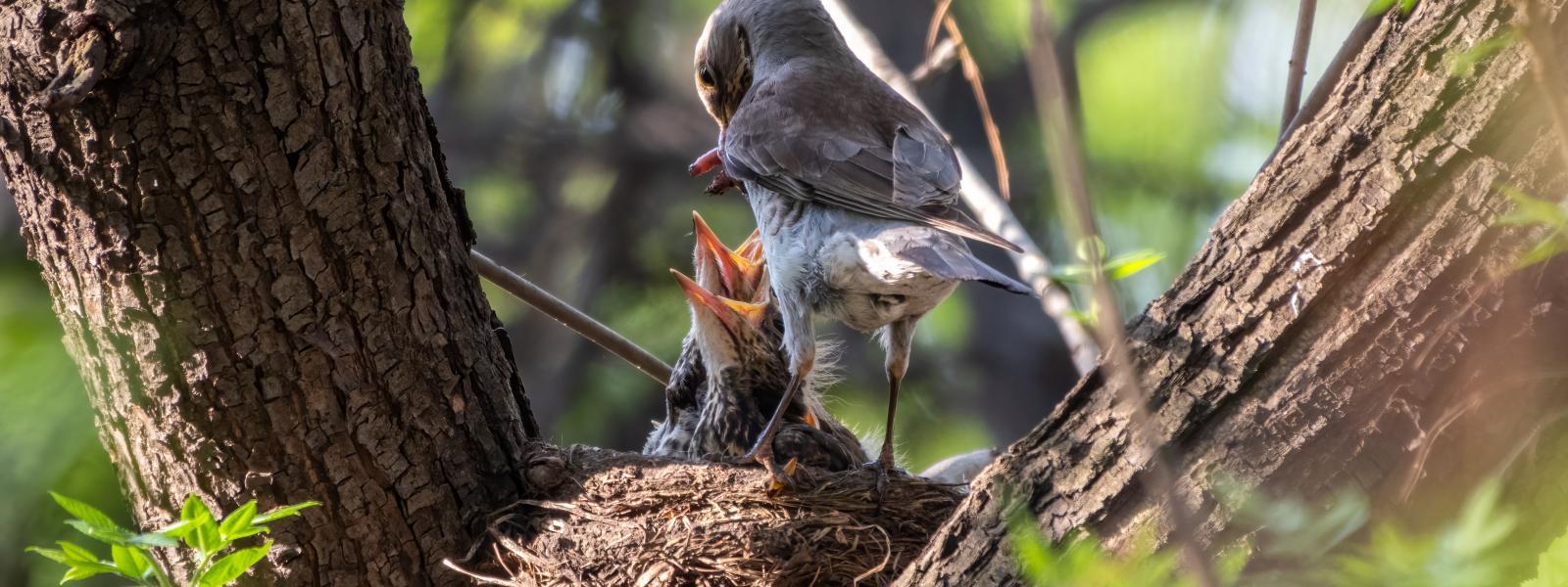 Field thrush feeding chicks in a nest. 