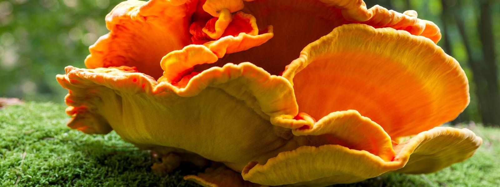 Orange fungi growing on moss.
