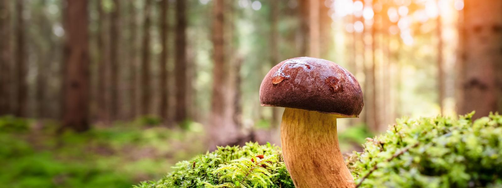 Bolete mushroom on moss with woodland behind.