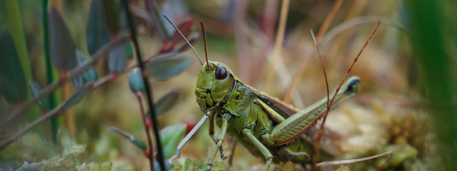 Grasshopper within stems of grass.