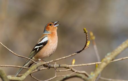 A chaffinch on a branch singing.
