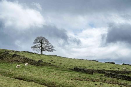 A sloping grazed landscape with a solitary tree and run down dry stone walls.