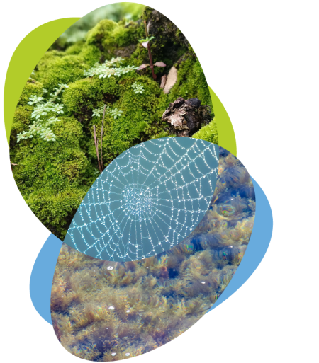 Collage image of lichen, a spider web and a river bed