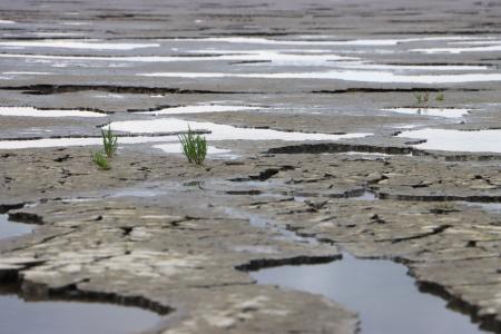 Mudflats with cracked mud and pools of water. 