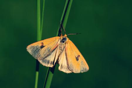 Yellow moth on green background.