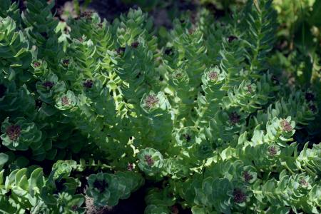 Pale green succulent plant with long stems. 