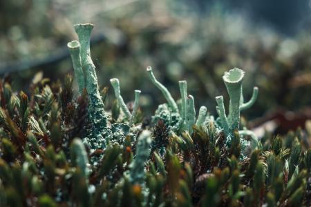 Stems of lichen growing out of moss.