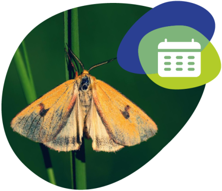 A photo of a moth resting on a flower stem with a calendar icon in the top corner