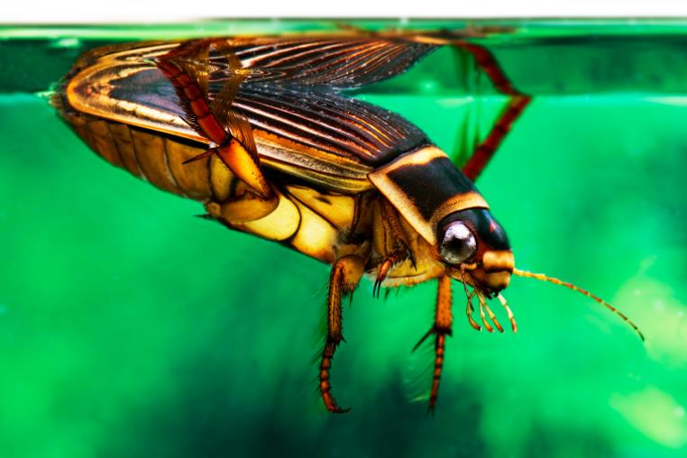 Colourful orange and yellow diving beetle underwater. 