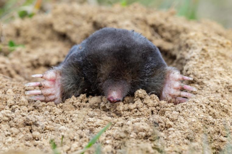 A European mole digging in soil.