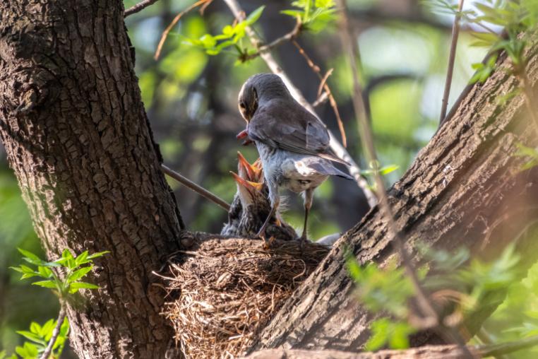 Field thrush feeding chicks in a nest. 