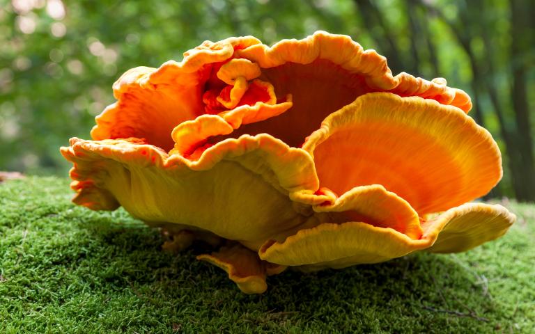 Orange fungi growing on moss.